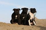 STAFFIE 315